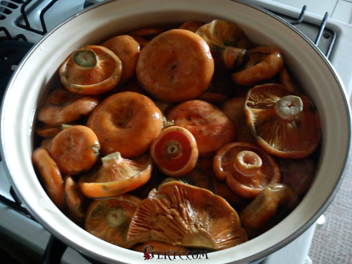 Рыжики соленые холодным способом