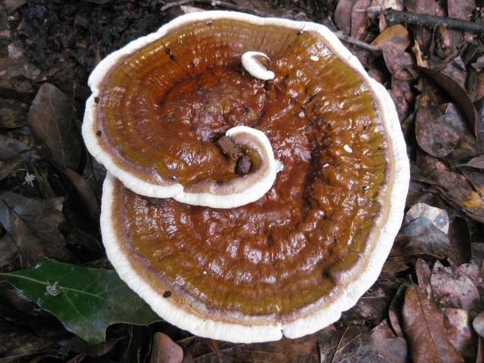 Гриб трутовик ganoderma lucidum