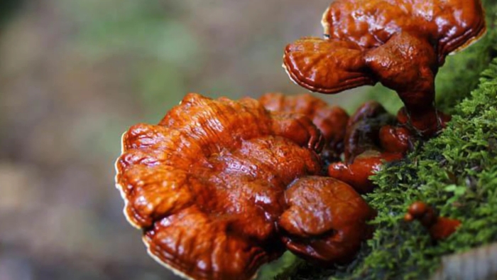 Трутовик лакированный ganoderma lucidum