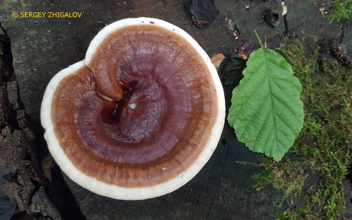 Трутовик лакированный рейши