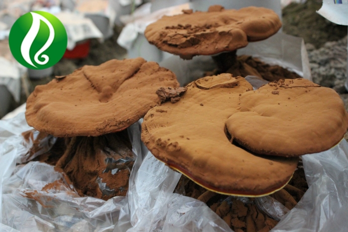 Ганодерма аппланатум