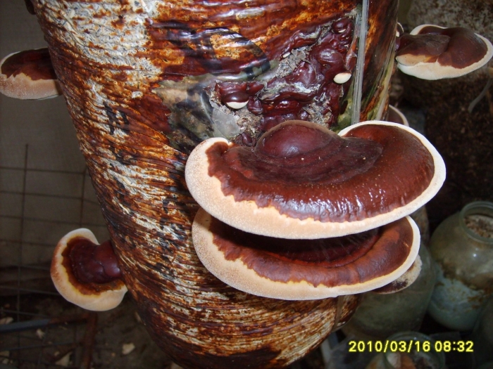 Трутовик лакированный ganoderma lucidum