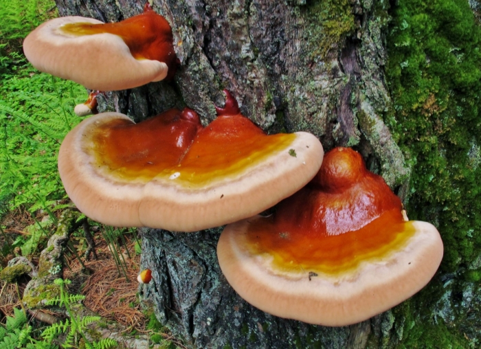 Ganoderma tsugae