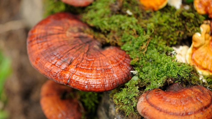 Трутовик лакированный ganoderma lucidum