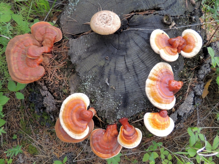 Трутовик лакированный ganoderma lucidum
