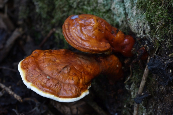 Трутовик лакированный