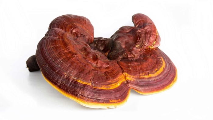 Гриб трутовик ganoderma lucidum
