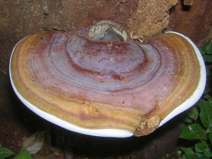 Ганодерма гриб