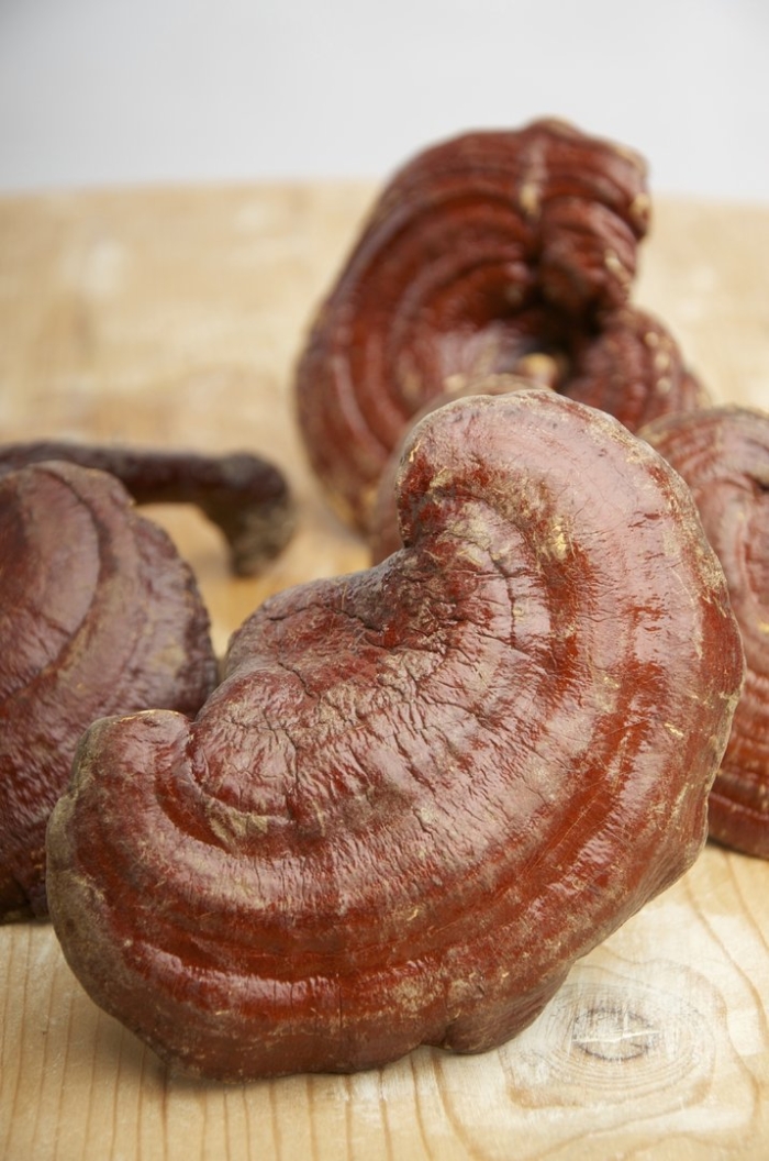 Ганодерма лусидум