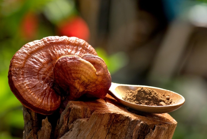 Lingzhi mushroom