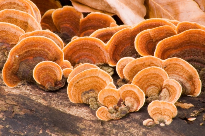 Trametes versicolor