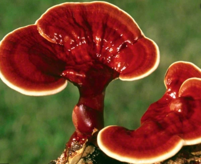 Трутовик лакированный ganoderma lucidum
