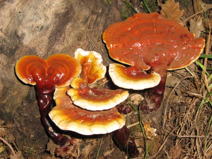 Трутовик лакированный ganoderma lucidum