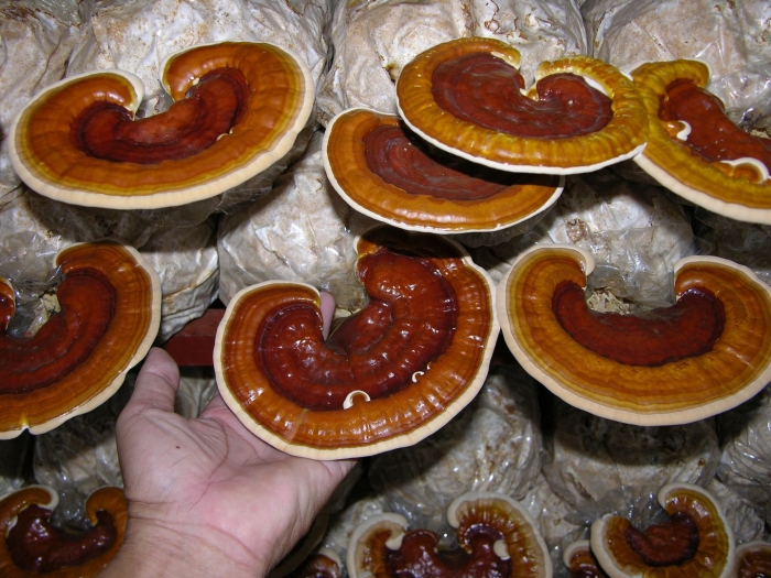 Гриб ganoderma lucidum