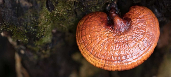 Трутовик лакированный ganoderma lucidum