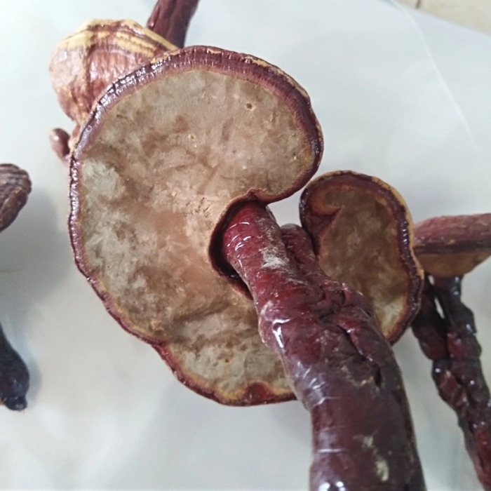 Reishi mushroom