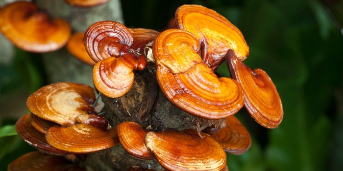 Трутовик лакированный ganoderma lucidum
