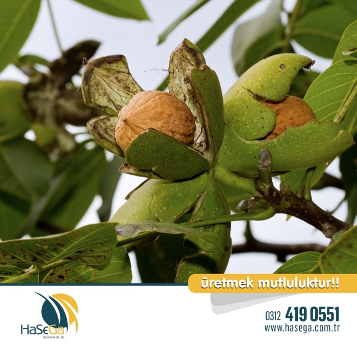 Грецкий орех juglans regia l.