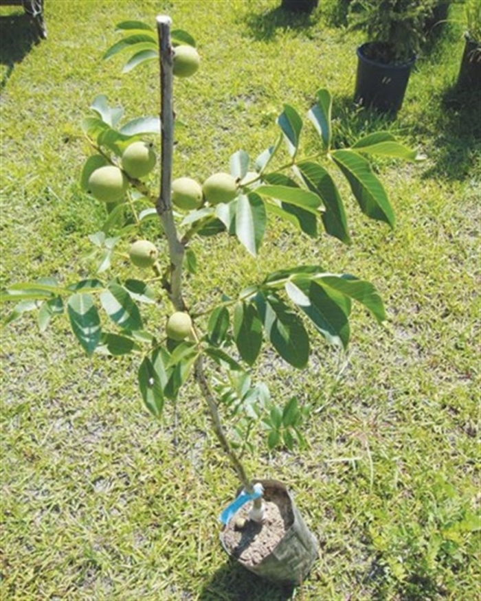 Грецкий орех чандлер