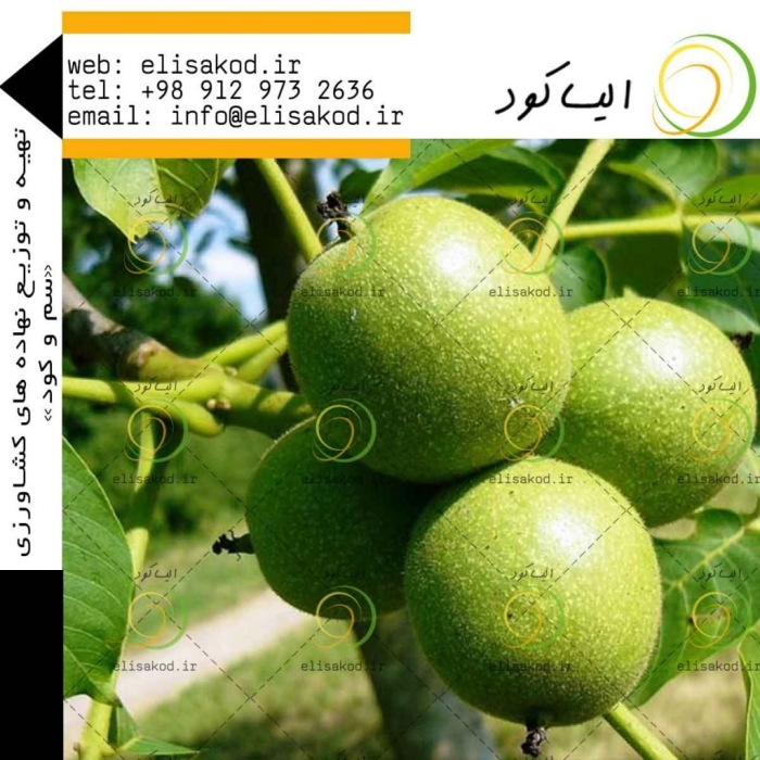 Дерево грецкий орех