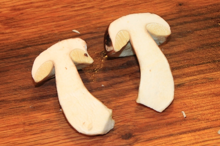 Гриб в разрезе