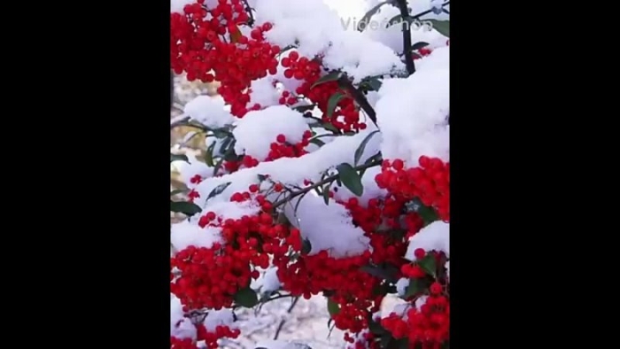 Рябина зимняя