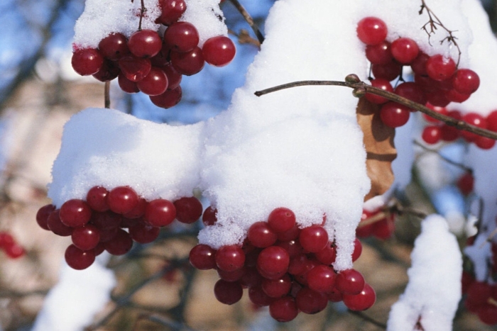 Калина зимой