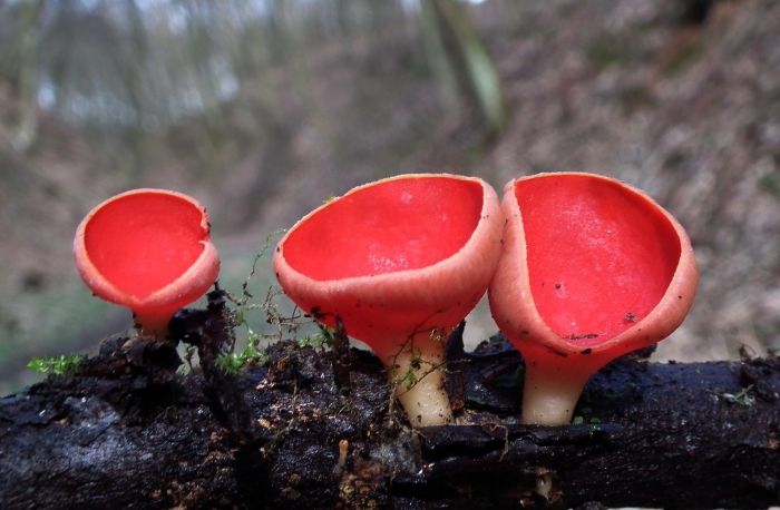 Sarcoscypha austriaca