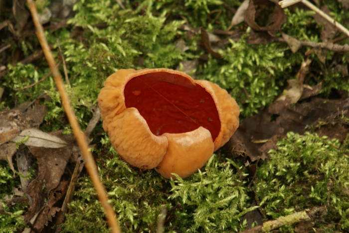 Саркосцифа австрийская гриб