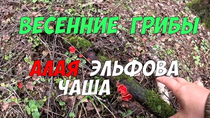 Гриб саркосцифа