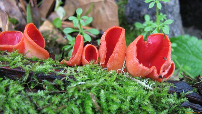 Sarcoscypha coccinea
