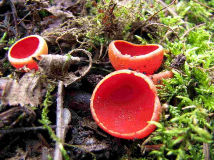 Саркосцифа (пецица) красная