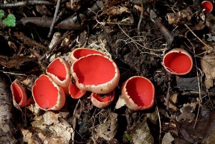 Саркосцифа алая гриб