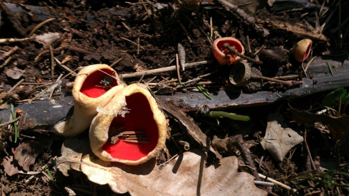 Саркосцифа австрийская