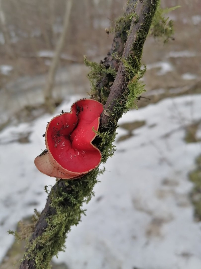 Саркосцифа австрийская гриб
