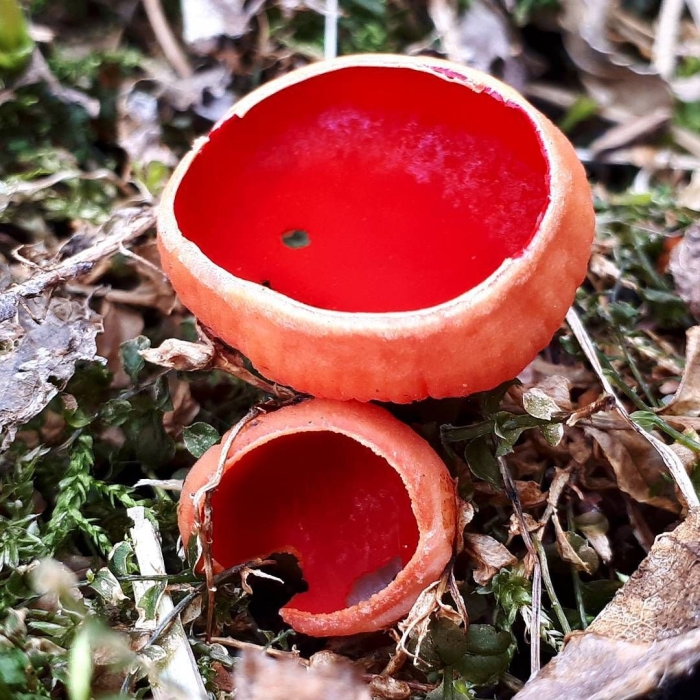 Саркосцифа (пецица) красная