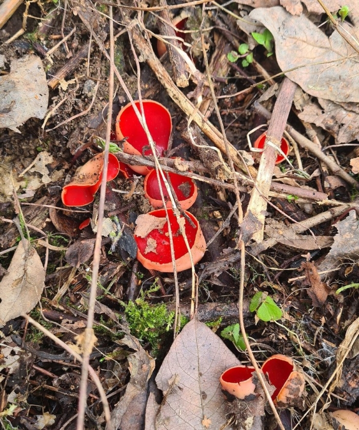 Саркосцифа австрийская гриб