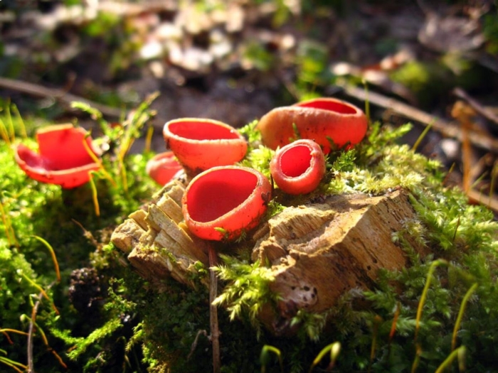 Саркосцифа австрийская