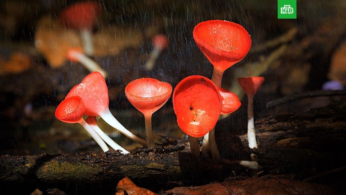 Алая эльфова чаша гриб