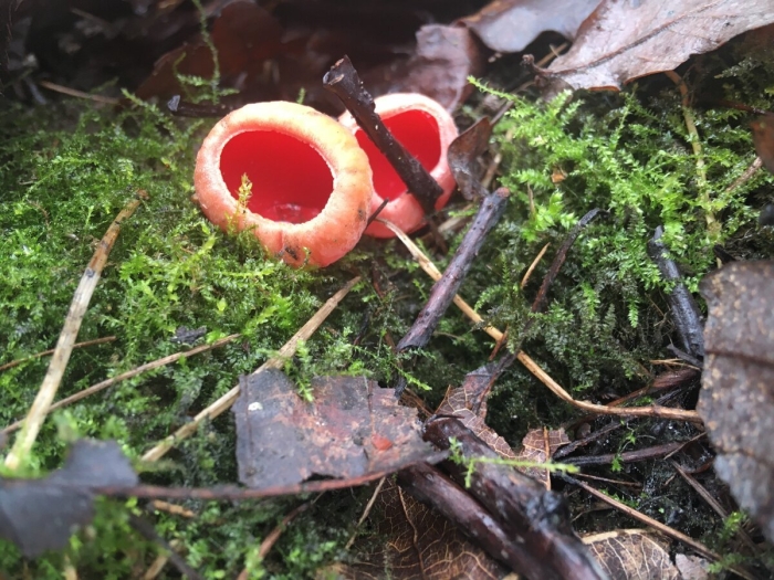 Эльфова чаша саркосцифа