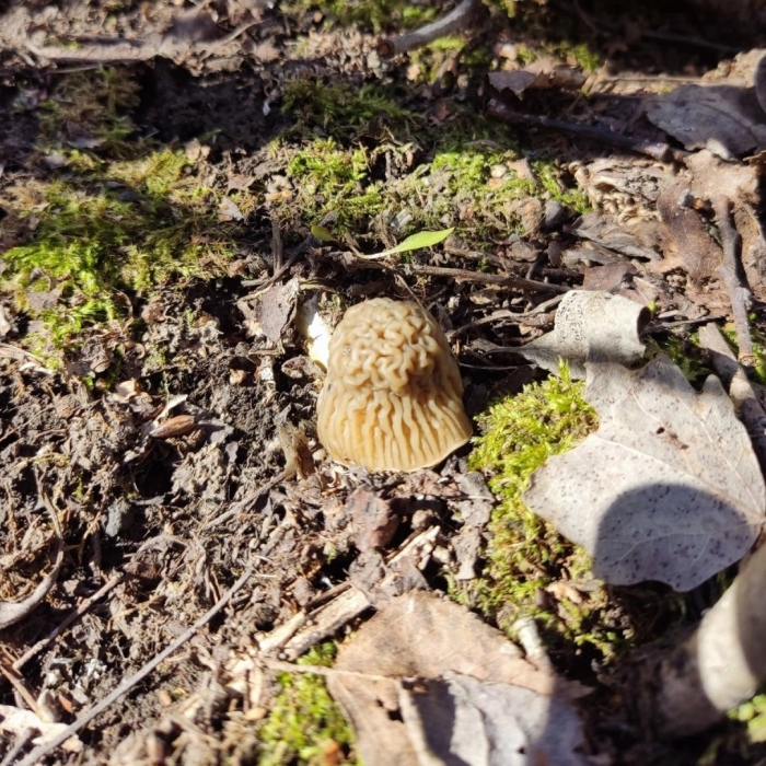 Грибники чувашии