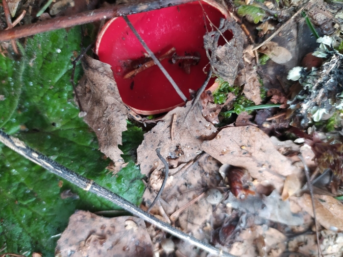 Саркосцифа австрийская гриб