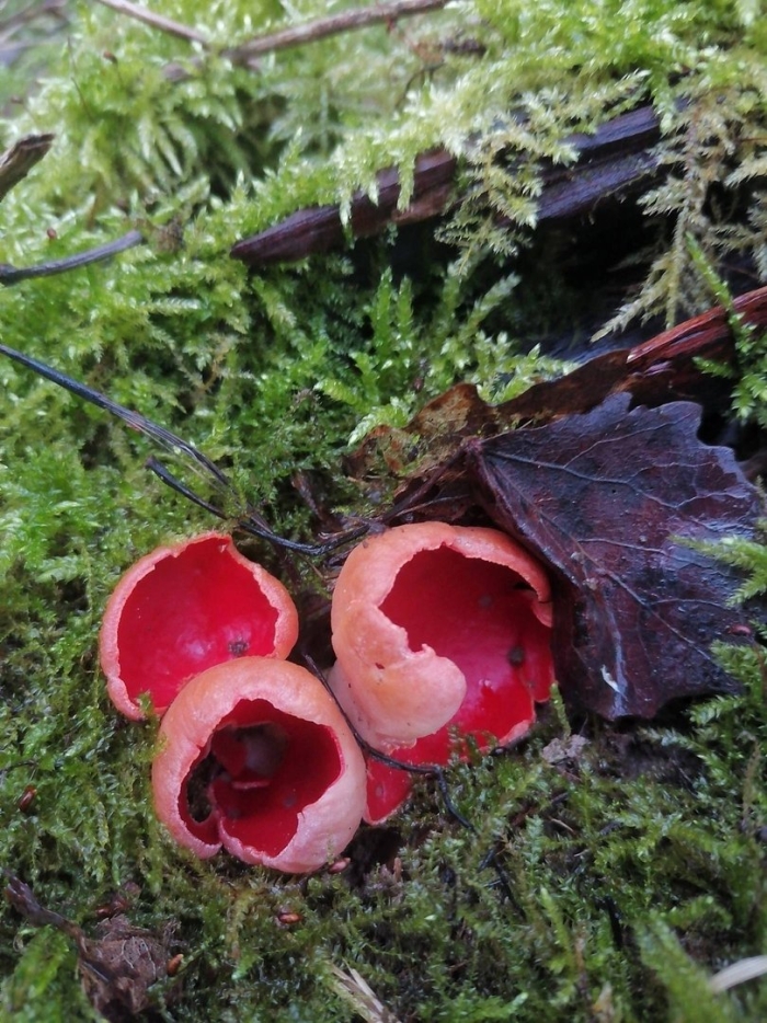 Саркосцифа австрийская