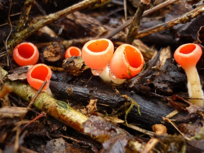 Саркосцифа киноварно-красная