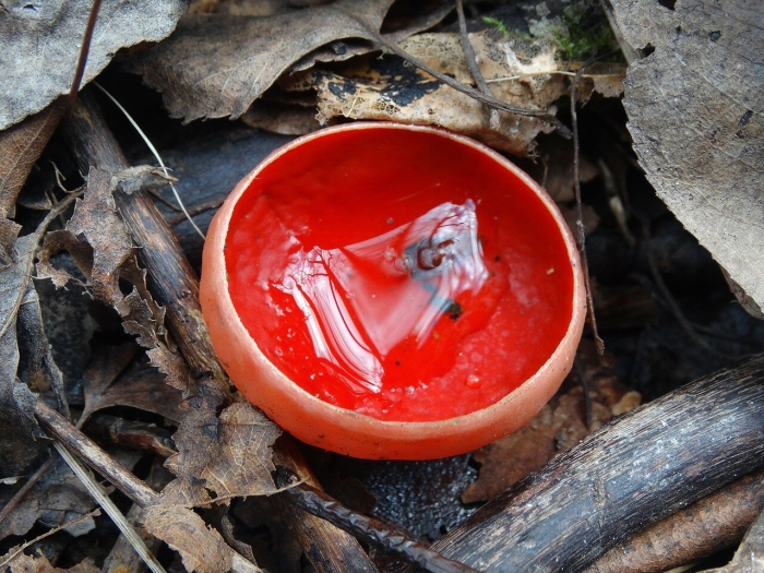 Саркосцифа австрийская