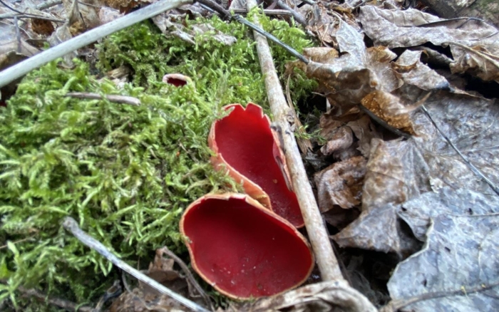 Саркосцифа австрийская гриб