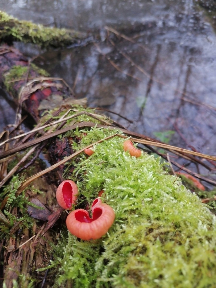 Весенние грибы подмосковья саркосцифа