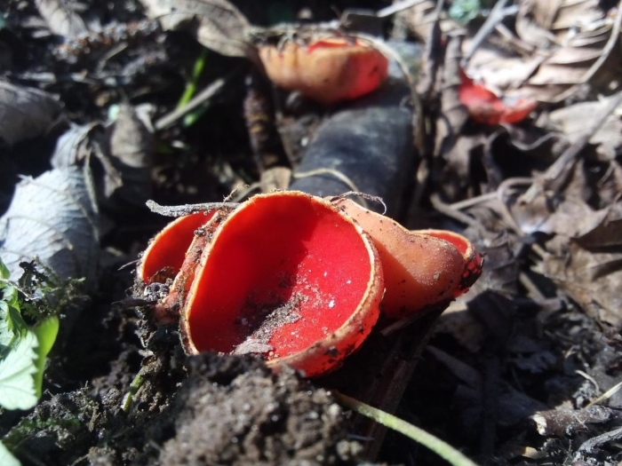 Саркосцифа австрийская гриб