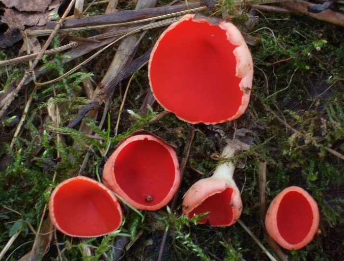 Саркосцифа австрийская