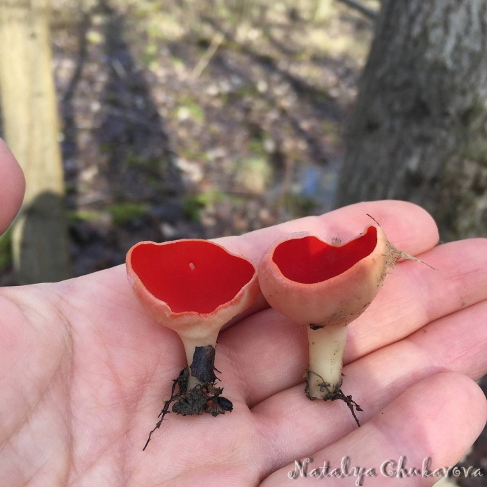 Саркосцифа австрийская гриб